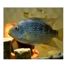 Cichlasoma Texas Blue Peq