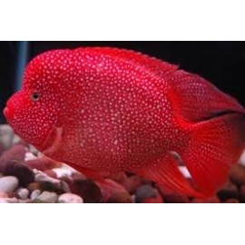 Cichlasoma Texas Red md