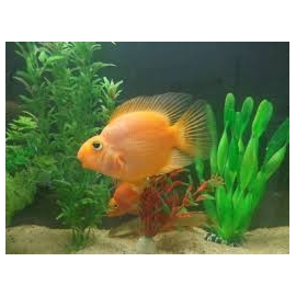 Papagaio Jelly Bean Peq