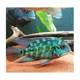 Papagaio Verdadeiro Gr