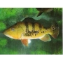 Tucunare Amarelo 15/20cm