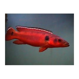 Jacunda Tapajos Red Gr