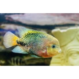 Cichlasoma Synspillum Mtz