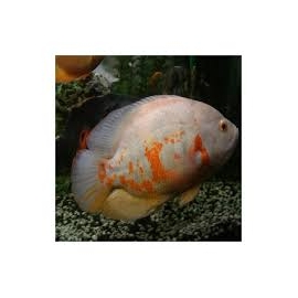 oscar tigre albino pq