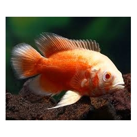 oscar albino red rubi pq