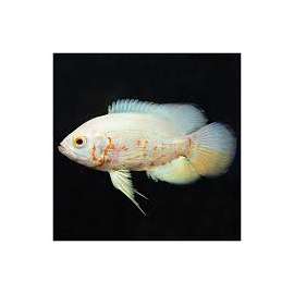 oscar albino veu peq