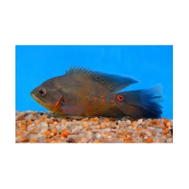 oscar red tiger veu peq