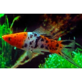 Espada Tricolor Showa