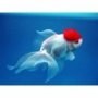 kinguio red cap mini