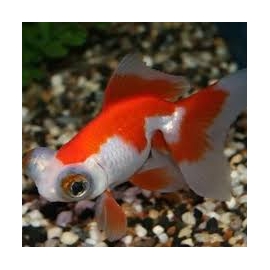 kinguio telescopio red white pq