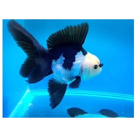 kinguio oranda panda mtz