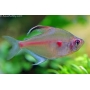 tetra rosaceo