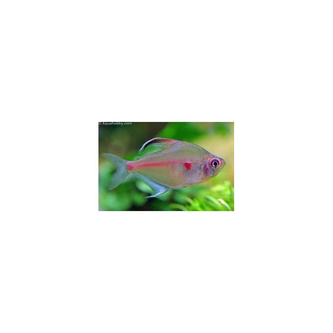 tetra rosaceo