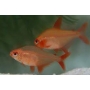 tetra red cherry