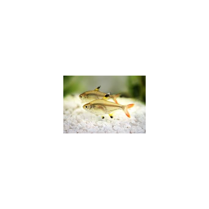 tetra pristela gold