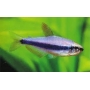 TETRA PUXA PUXA