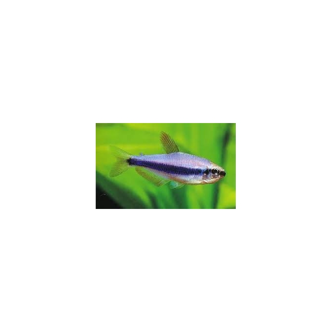 TETRA PUXA PUXA