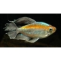 Tetra Do Congo