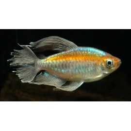 Tetra Do Congo