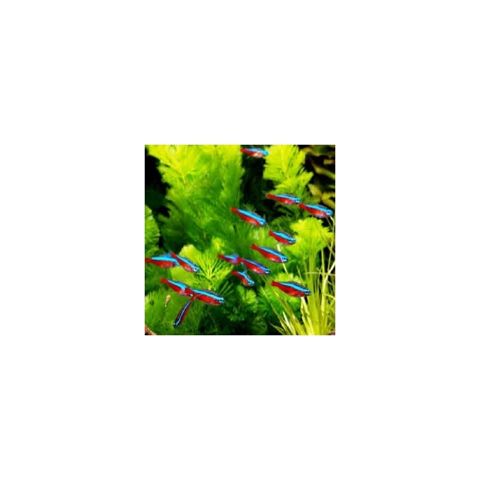 tetra neon cardinal lote 20 und
