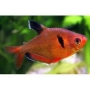 TETRA RED PHANTON