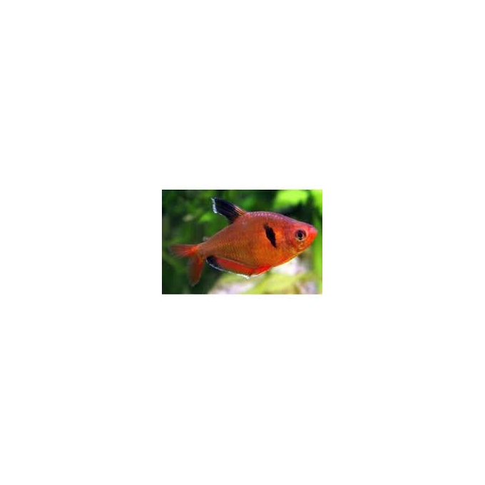 TETRA RED PHANTON