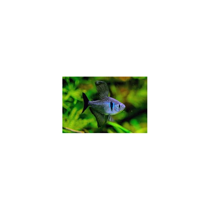 tetra black phanton