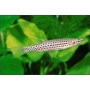 COPEINA