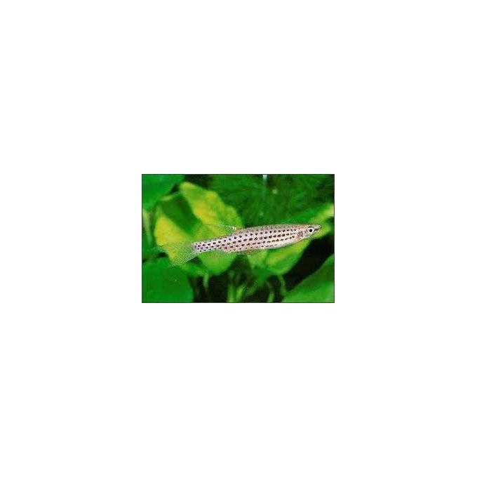 COPEINA