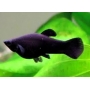 Molinesia Preta