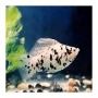 Molinesia dalmata extra