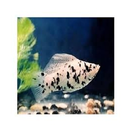 Molinesia dalmata extra