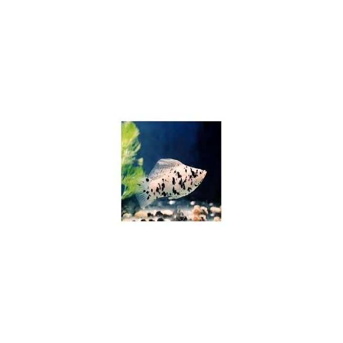Molinesia dalmata extra