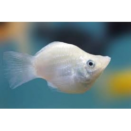 Molinesia Balao Prata Md