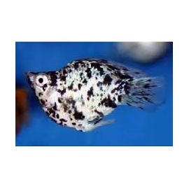 Molinesia Balao Dalmata Md