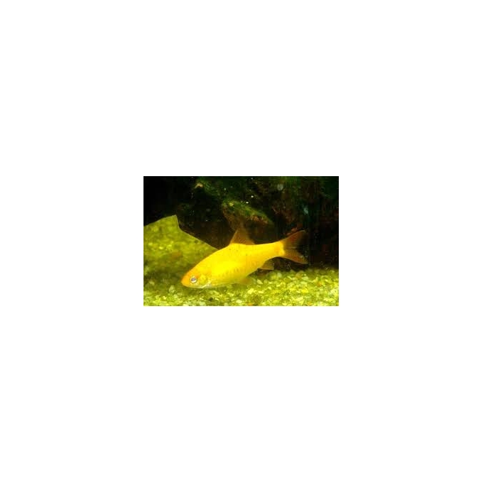 BARBUS GEMA/OURO
