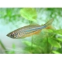 DANIO PEQ