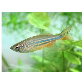 DANIO PEQ