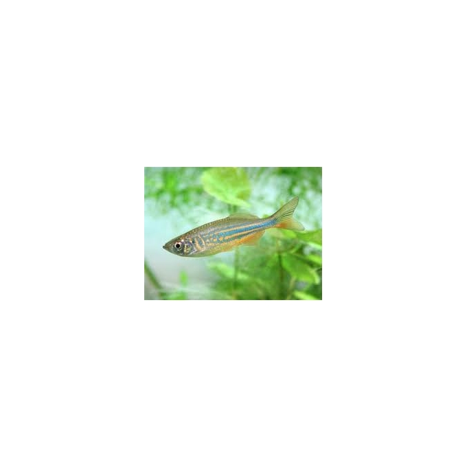 DANIO PEQ