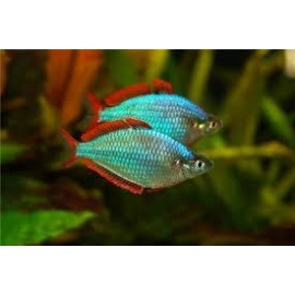 melanotaenia praecox md