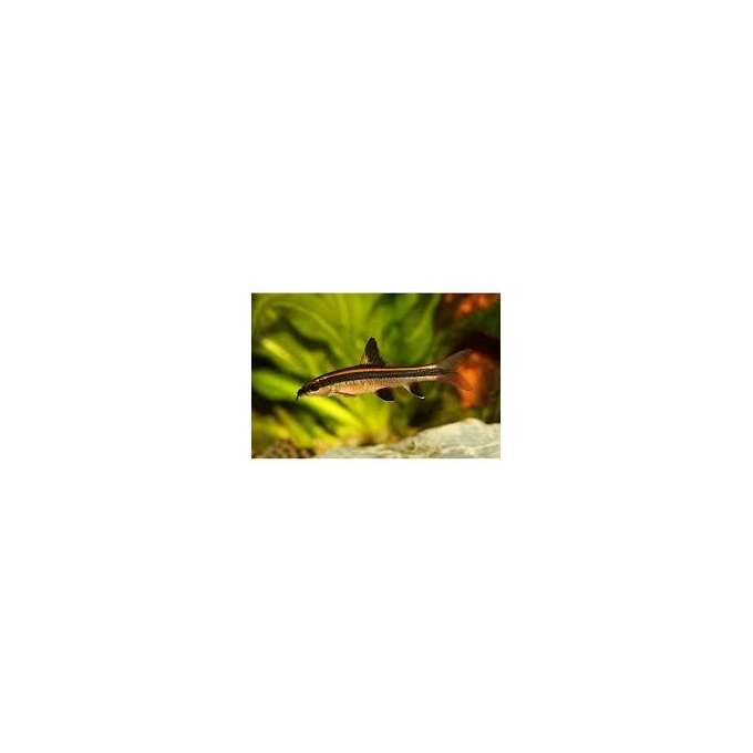comedor algas flying fox true gr