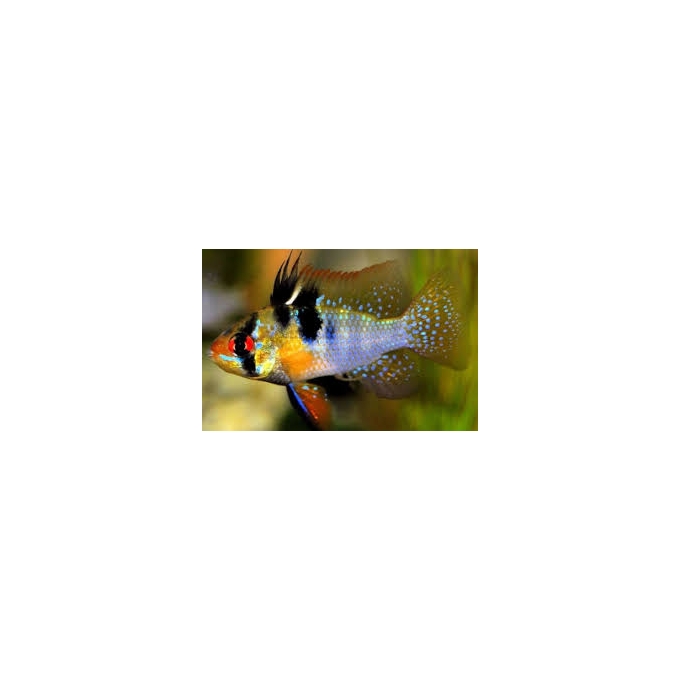 RAMIREZI AZUL
