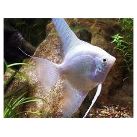 ACARA BANDEIRA PLATINUM PQ