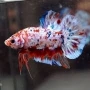 BETTA KOI