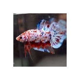 BETTA KOI