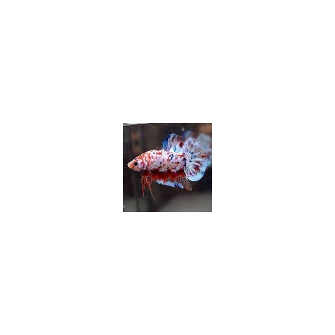 BETTA KOI