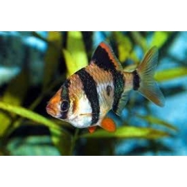 Barbus Sumatra Peq