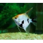 ACARA BANDEIRA PALHACO MD