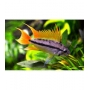apistogramma cacatuoides white orange