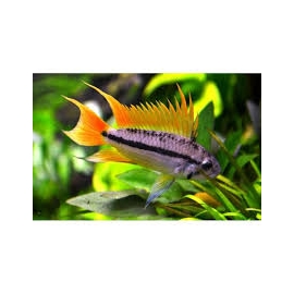 apistogramma cacatuoides white orange